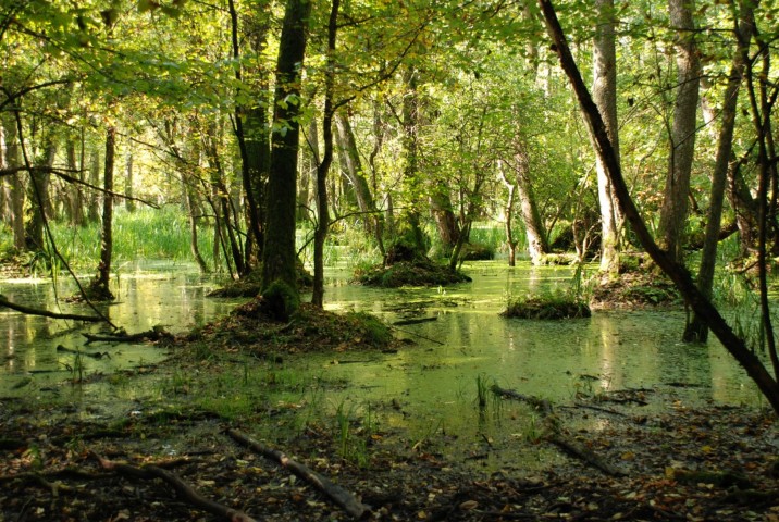 Bockereki-erdő